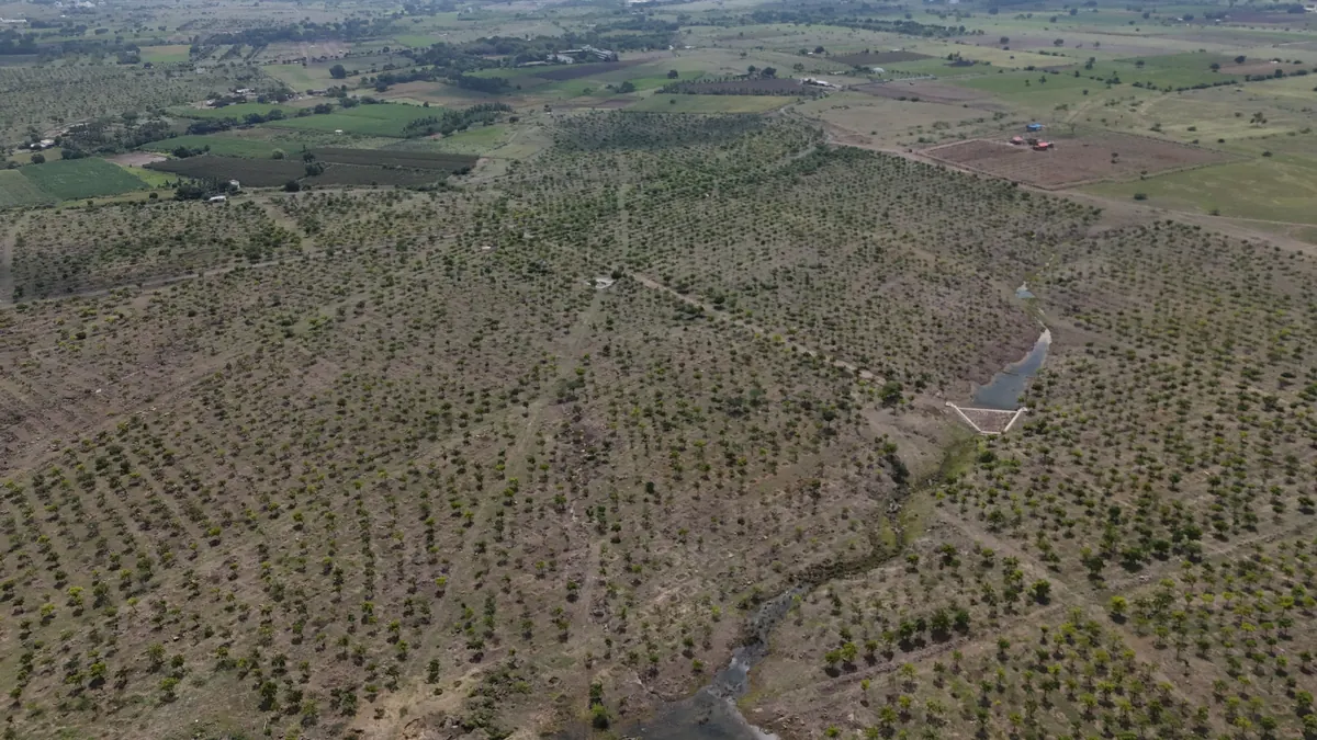 Forest canopy aerial view
